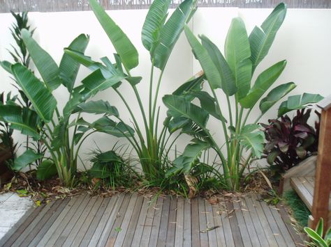 Strelitzia Nicholai - love those leaves Strelitzia Nicolai, Bali Garden, Pool Landscape Design, Balcony Plants, Front Landscaping, Side Garden, Porch Garden, Garden Landscape Design, Outdoor Backyard