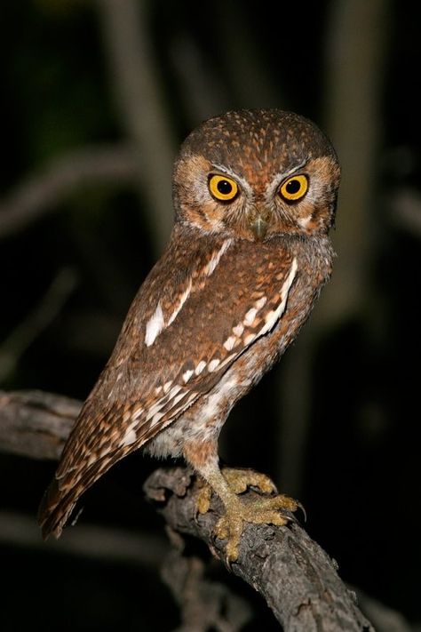 Owl Laughing, Elf Owl, Owl Wisdom, Saw Whet Owl, Awesome Owls, Nocturnal Birds, Burrowing Owl, Wood Owls, Owl Photos