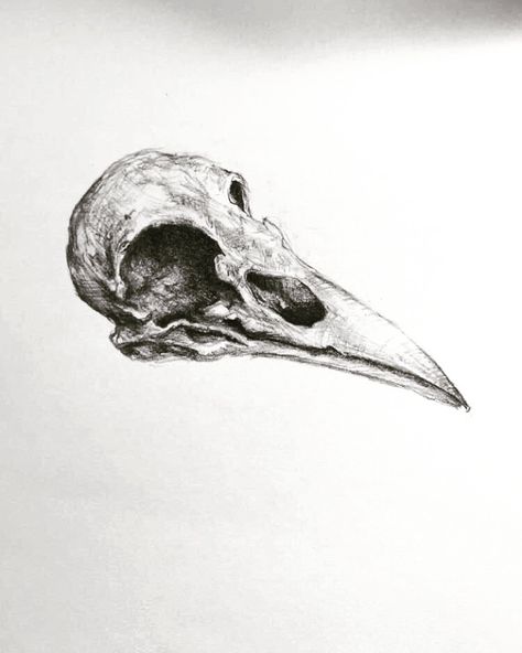 Vulture Skull, Animal Skull Drawing, Bird Skull Tattoo, Crow Skull, Pen Art Drawings, Gothic Tattoo, Art Sketches Pencil, Indie Art, Charcoal Art