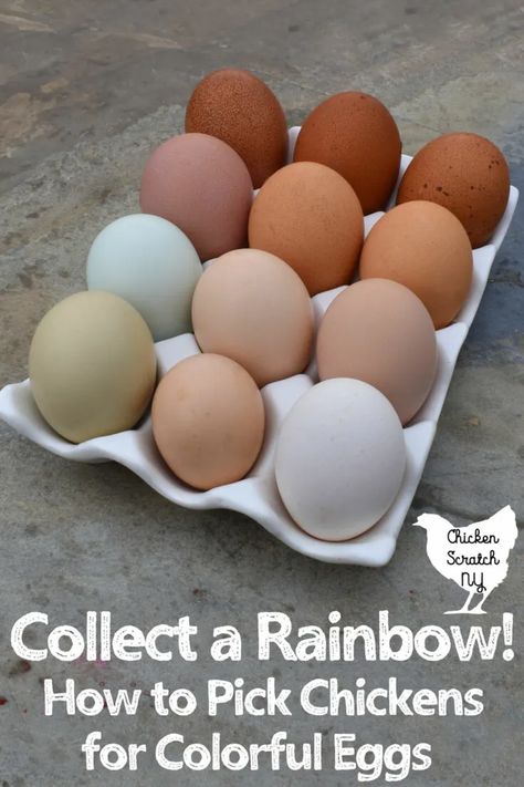 Chook House, Easter Egger Chicken, Farm Dream, Raising Turkeys, Chicken Raising, Chicken Flock, Winter Farm, Best Egg Laying Chickens, Laying Chickens