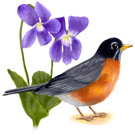 Wisconsin State Bird and Flower-American Robin / Turdus migratorius Wood Violet / Viola papilionacea Wisconsin Wildflowers Tattoo, Wood Violet Tattoo, Wisconsin State Flower Tattoo, Wood Violet, Wisconsin State Flower, State Birds And Flowers, Wisconsin Illustration, Wisconsin Native Wildflowers, Johnny Jump Up