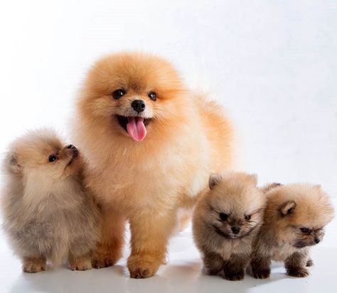 Cachorritos pomerania de 6 semanas con su madre ¡bellezas peludas! Pomeranian Puppies, Pomeranian Puppy, Cute Creatures, Pitbull Terrier, Little Dogs, Cuteness Overload, Small Pets, Fox, Teddy Bear