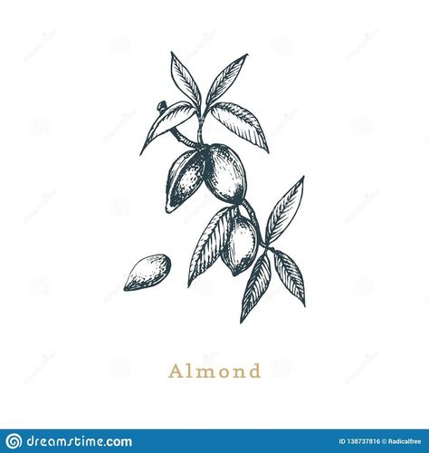 Seed Sketch, Dogs Tattoos, Almond Branch, Beetle Drawing, Biblical Tattoos, Almond Flower, Branch Tattoo, Tree Tattoo Designs, Blossom Tattoo