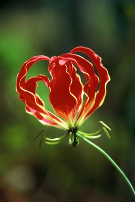 Flame-Lilly "gloriosa superba" . The national flower of Rhodesia (now Zimbabwe). (no attribution - apologies to the photographer...) Long Petal Flowers, Flame Lily Flower, Flame Lilly, Lily Silhouette, Gloriosa Superba, Glory Lily, Flame Lily, Flowers Board, Lusaka Zambia