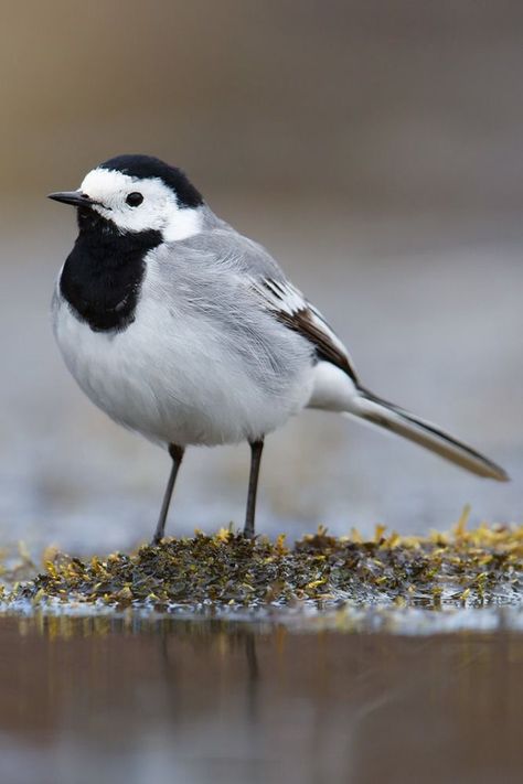 Pied Wagtail, White Wagtail, Cool Birds, Copper Foil, In Flight, North Africa, Bird Prints, Small Groups, Switzerland