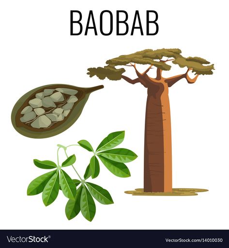 Baobab Tree Fruit, African Tree, Seeds Color, Baobab Tree, Tree Logos, Fruit Seeds, Tree Seeds, Tree Tattoo, Photo Tree