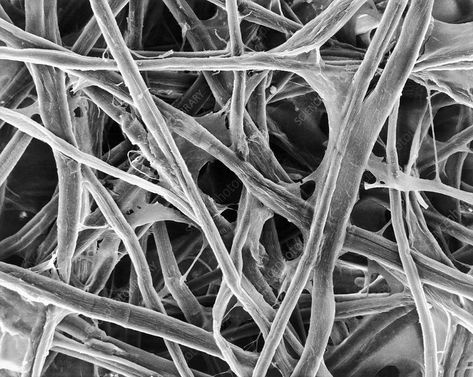 Under Microscope, Scanning Electron Micrograph, Tissue Engineering, Electron Microscope, Cellulose Fiber, Science Photos, Indian Prints, Buy Prints, Photo Library