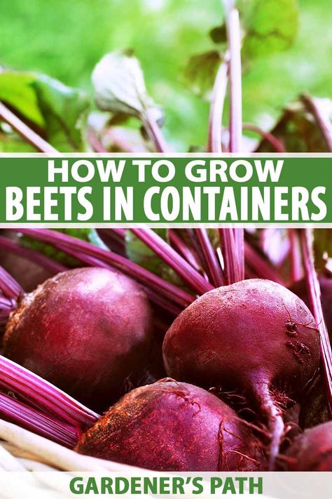 How To Grow Beets, Grow Beets, Growing Mint Indoors, Growing Beets, Indoor Gardening Supplies, Growing Mint, Pickled Beets, Beet Greens, Container Gardening Vegetables