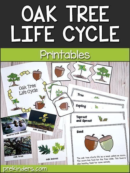 This free printable oak tree life cycle set from PreKinders includes a book, sequencing cards, and full-color photos that can be used to show children the life cycle of an oak tree: from acorn to seedling, to young oak tree, to full-grown oak tree. These can be added to the science center and children can look at the book, arrange the cards in order, or put together the life cycle puzzle. Oak Tree Life Cycle Kindergarten, Life Cycle For Preschool, Science Activities For Preschool, Leaf Science, Life Cycles Preschool, Tree Life Cycle, Pre-k Science, Weather Activity, Trees For Kids