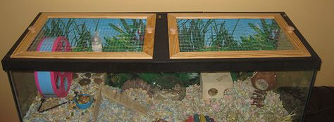 Glass Tanks?? - Hamster Central Hamster Tank, Teddy Bear Hamster, Hamster Enclosure, Reptile Tanks, Hamster Cage Ideas, Bear Hamster, Glass Fish Tanks, Hamster Stuff, Reptile Tank