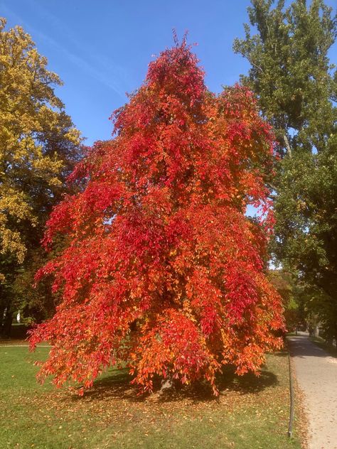 Nyssa Sylvatica-Black Tupelo tree for Fall colour Tupelo Tree, Red Veins, Farm Nursery, Street Trees, Japanese Maple, East Sussex, Garden Trees, Trees And Shrubs, Botanical Gardens