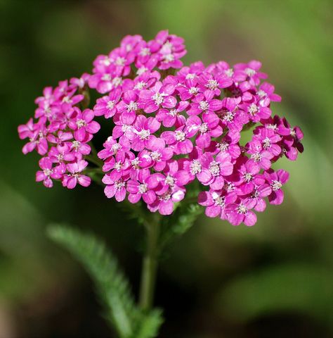 Pink Yarrow Pink Yarrow Flower, Common Yarrow, Water Garden Plants, Yarrow Flower, Pink Yarrow, Garden Bonsai, Prairie Planting, Low Water Gardening, 2023 Mood