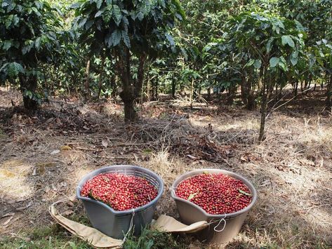 Coffee Harvesting, Puerto Rican Coffee, Coffee Cherry, Cherry Farm, History Of Chocolate, Puerto Rico Pictures, Fresh Fruit Juice, Green Coffee Bean Extract, Coffee Industry