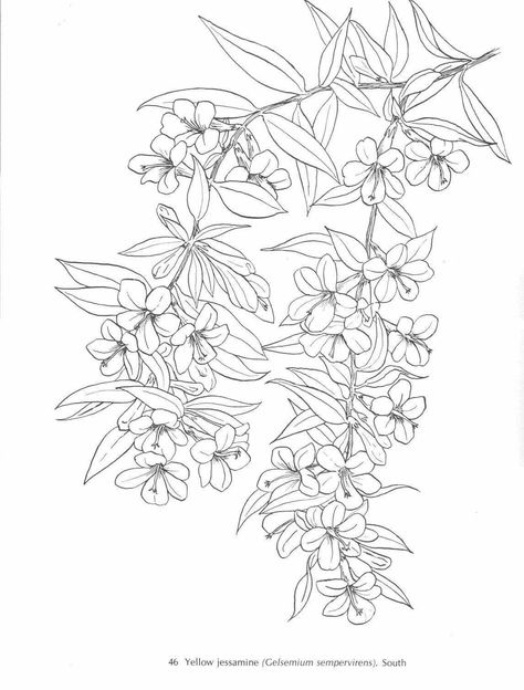 Yellow Jasmine Plant Outline, Jasmine Drawing, Yellow Jasmine, Jasmine Tattoo, Lily Flower Tattoos, Jasmine Plant, Flower Drawing Tutorials, Flower Box Gift, Flower Outline