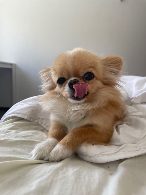 Apple Head Chihuahua Long Hair, Brown Fluffy Chihuahua, Cute Dogs Chihuahua, Chiuaua Dog Aesthetic, Chiuahaha Cute, Chiuaua Dog, Chihuahua Aesthetic, Fluffy Chihuahua, Chiwawa Puppies