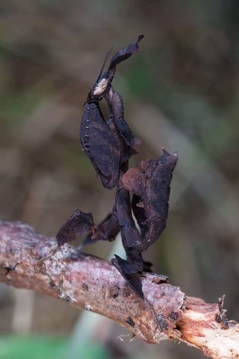 Ghost Mantis, Black Mantis, Weird Insects, Macro Photography Insects, Tattoo Wallpaper, Cool Insects, Cool Bugs, Beautiful Bugs, Praying Mantis