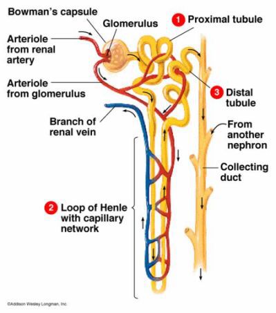 Structure of a Nephron, the functional unit of the Kidney. Loop Of Henle, Kidney Anatomy, Radiology Humor, Biology Diagrams, Excretory System, Dental Jokes, Study Biology, Basic Anatomy And Physiology, Funny Nurse Quotes