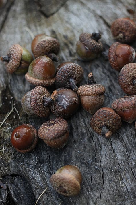 Acorn And Oak, Still Life Photos, Winter Photo, Fall Pictures, Autumn Cozy, Autumn Inspiration, Autumn Day, Botany, Fall Season