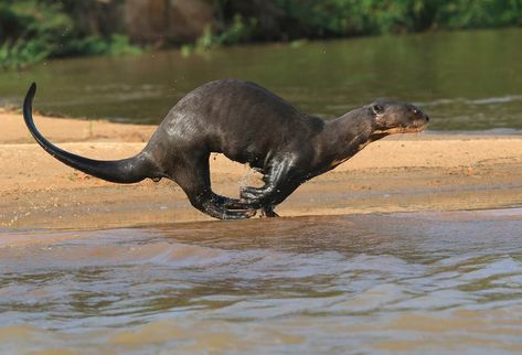 Giant River Otter. Otter Meme, Otter Facts, Giant Otter, Giant River Otter, Otter Puns, Otters Funny, Otter Tattoo, Otter Drawing, Baby Sea Otters