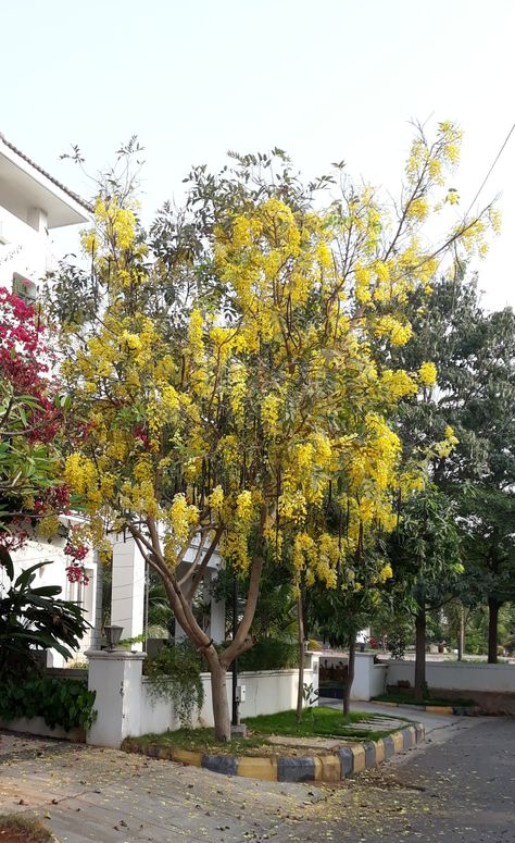 Cassia Fistula Tree, Golden Showers Tree, Cassia Fistula, Tropical Trees, Tropical Tree, Ornamental Trees, Computer Embroidery, Dream Houses, Landscape Ideas