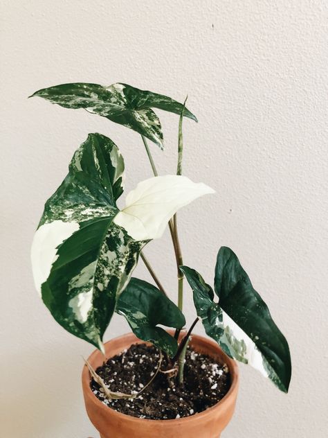 Syngonium variegata Syngonium Variegata, Syngonium Albo, Plant Goals, نباتات منزلية, Growing Greens, Plants Are Friends, Hanging Plants Indoor, Indoor Plant Care, Garden Types