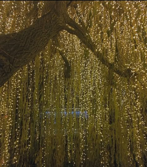 Outside Fairy Light Wedding, Hanging Lights Tree, Fairy Lights Forest Aesthetic, Fairy Lights Garden Wedding, Willow Tree Fairy Lights, Willow Tree Proposal, Chandeliers In Trees, Garden Party Fairy Lights, Wedding Inspo Forest