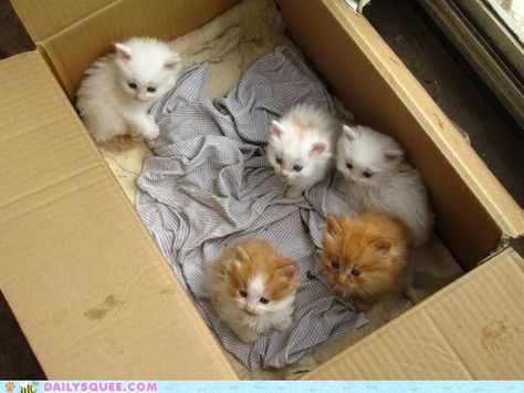 Kittens Kitten Pictures, Sleepy Cat, Little Kittens, Ginger Cats, Cute Kittens, Crazy Cat Lady, Cuteness Overload, Crazy Cats, Kittens Cutest