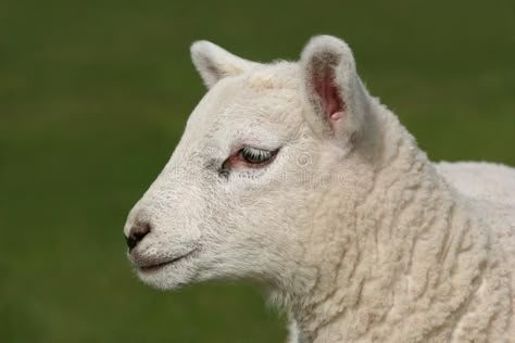 Profile of a Lamb Lamb Side View, Sheep Side Profile, Lamb Side Profile, Lamb Eyes, Base Refrences, Lamb Reference, Lamb Sides, Lamb Head, Lamb Face