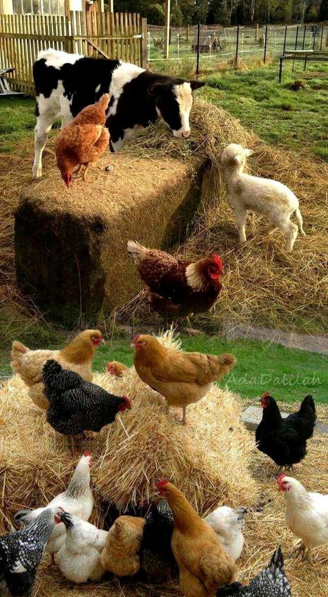 Beautiful Chickens, Farm Lifestyle, Mini Farm, Chickens And Roosters, Pet Day, Cat Decor, Cute Animal Photos, Jolie Photo, Farm Yard