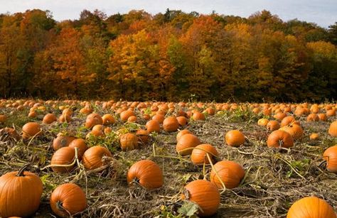 Pumpkin field & trees in autumn color, near Toronto, Ontario ... Diy Halloween Party Games, Charlie Brown Birthday Party, Pumpkin Patch Kids, Pumpkin Patch Party, Diy Halloween Party, Pumpkin Field, Best Pumpkin Patches, The O.c., Pumpkin Patch Sign