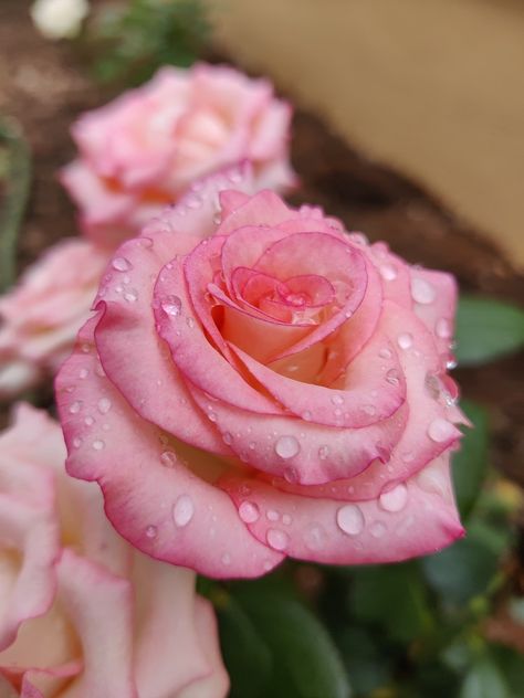 Rain drops Pretty Flowers Pictures, Medical Brochure, Lowell Massachusetts, Raindrops On Roses, Flower Reference, Flower Makeup, Brave Enough, Happy Things, Valentine Ideas