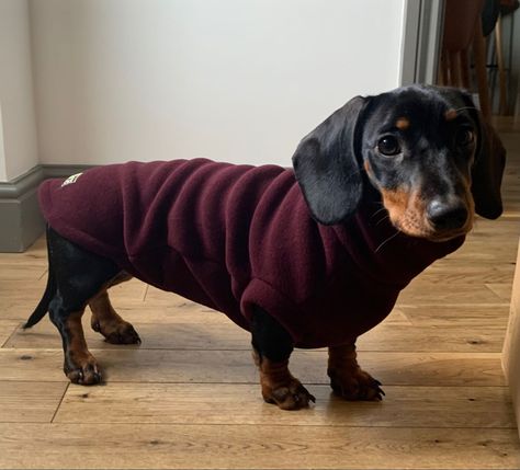 Dachshund coat Dachshund Outfits, Dachshund Coat, Dachshund Clothes, Dapple Dachshund, Dog Ideas, Wiener Dog, Dog Sweater, Snow Suit, Wearing Clothes