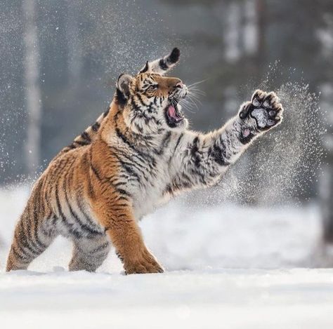 Andrei on Twitter: "Good day Twitterworld. Lovely weekend and happy new winter month for all.😍🐯🐾❄☀☺😘🌼… " Tiger Pictures, Siberian Tiger, Close Up Portraits, Winter Animals, Endangered Animals, Baby Animals Funny, A Tiger, Large Cats, Wildlife Animals