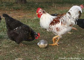 Natural Chicken Keeping: Cheep -n- Easy DIY Chicken Boredom Buster Toy! Chicken Boredom Buster, Chicken Boredom, Urban Chicken, Urban Chicken Farming, Portable Chicken Coop, Chicken Keeping, Chicken Farming, Raising Backyard Chickens, Diy Chicken