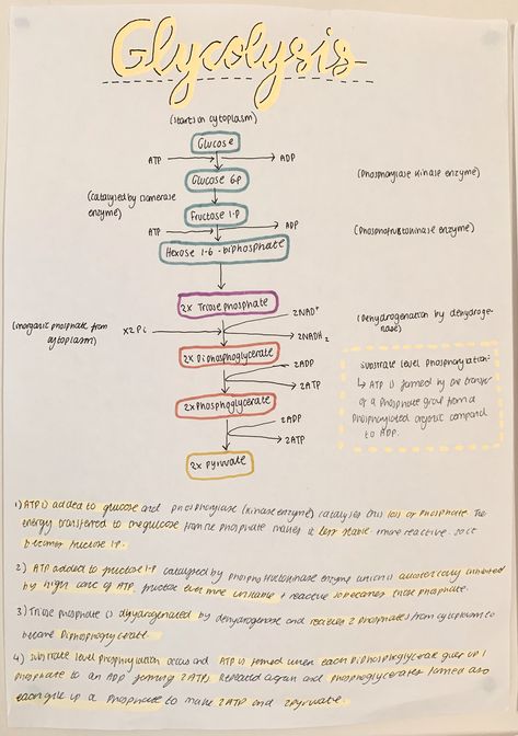 Glycolysis Notes, A Level Biology Revision, Medical Assistant School, Study Revision, A Level Revision, Biology Ideas, Microbiology Study, Biochemistry Notes, Bio Notes