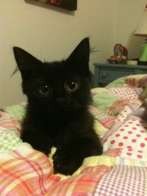 Black Cat Pfp, Fluffy Black Cat, Cute Black Kitten, Black Cat Aesthetic, Cute Little Kittens, Cute Cats Photos, Black Kitten, Cute Black Cats, Cute Cats And Dogs