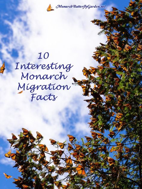 Preserving Butterflies, Butterfly Preservation, Monarch Butterfly Facts, Monarch Chrysalis, Monarch Migration, Raising Monarch Butterflies, Minnesota Garden, Monarch Butterfly Migration, Butterfly Facts