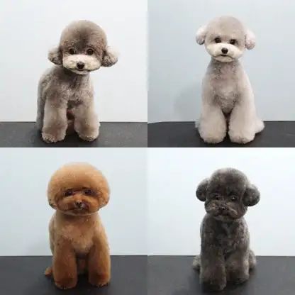 Poodle Haircuts -Top 35 Amazing Poodle Cut Images Short Poodle Haircut, Poodle Haircuts, Poodle Haircut, Poodle Cuts, Poodle Dogs, Cut Image, Poodle Dog, Toy Poodle, Hair Cuts