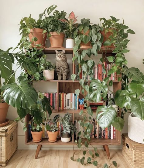 Plants on a bookshelf with a cat Zimmer Aesthetic, Plants And Books, Room Plants, Plant Styling, Living Room Plants, Plant Room, Dekorasi Kamar Tidur, Ideas Hogar, Plant Decor Indoor