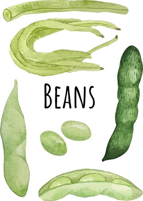 Watercolor illustration of various types of beans. Green edamami, velevet beans and yardlong beans. Green soybeans and seed. Asian food. Edamame lover Bean Illustration Cute, Beans Illustration, Bean Illustration, Types Of Beans, Soya Bean, Elephant Drawing, Asian Flavors, Teaching Aids, Garden Signs