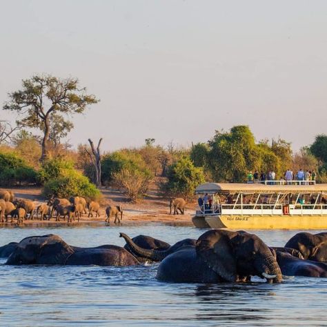 A Thrilling Day Trip to Chobe National Park, Botswana - Travel Dudes Botswana Travel, Chobe National Park, Okavango Delta, Picnic Lunch, Travel Marketing, Travel Poster Design, Las Vegas City, Victoria Falls, Adventure Tours