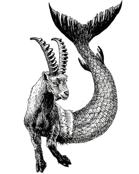 Tim Rees on Instagram: “Capricorn : Half Goat, Half Fish  #inktober #inktober52 #inktober52half #half #jakeparker #ink #inkart #inksketch #inkdrawing #penandink…” Goat Tattoo Capricorn, Capricorn Sketch, Capricorn Goat Tattoo, Capricorn Animal, Black Illustration Art, Capricorn Drawing, Capricorn Mermaid Tattoo, Capricorn Mermaid, Goat Illustration