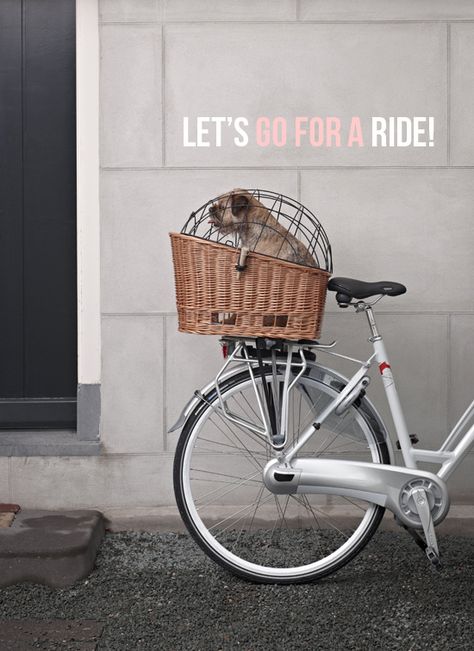 The most elegant pet bike basket ever! (Pssst! Click through and you could win one!) Bike With Dog Basket, Pet Bike Basket, Dog Bike Carrier, Dog Bike Basket, Bicycle Dog Carrier, Bike With Basket, Dog Magazine, Biking With Dog, Bicycle Basket