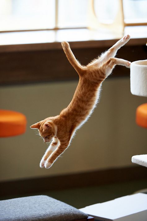 Cat Leaping Reference, Cat Perspective Angles, Cat Leaping, Leaping Cat, Cat Jumping, Jumping Cat, Animal Poses, Cat Poses, Cat Proofing