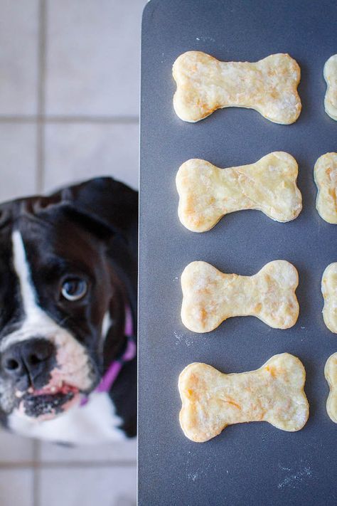 Homemade Dog Cookies, Puppy Obedience Training, Positive Dog Training, Cheese Dog, Easiest Dogs To Train, Basic Dog Training, Best Dog Training, Dog Cookies, Dog Biscuits