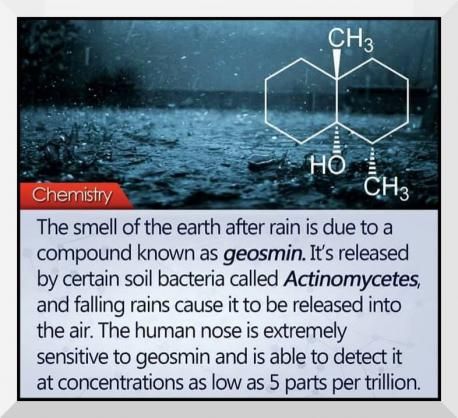 What Makes Rain Smell So Good? | Tellwut.com Rain Smell, Chemistry Facts, School Science Projects, Chemistry Education, Teaching Chemistry, Learn Facts, Unit Studies, Organic Chemistry, Online Surveys