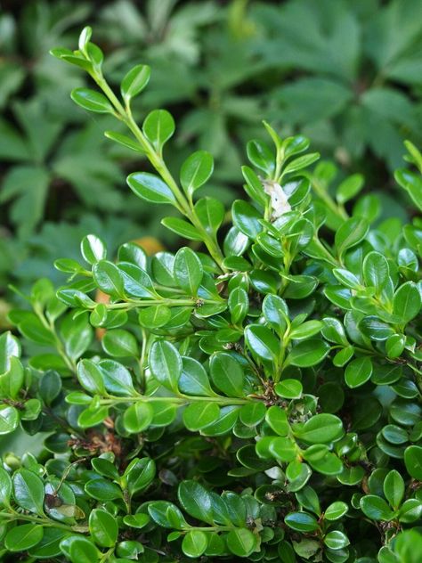 15 Types of Boxwood Shrubs DIY Landscapers Should Know - Bob Vila Evergreen Bushes, Deer Resistant Landscaping, Wintergreen Boxwood, Boxwood Shrubs, American Boxwood, Boxwood Bush, Japanese Boxwood, Boxwood Landscaping, Landscaping Shrubs