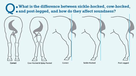 Hind Legs: What is Sickle-Hocked, Cow-Hocked, and Post-Legged? Horse Meaning, How To Draw Horses, Dressage Videos, Drawing Horses, Horse Info, Horse Anatomy, Horse Dressage, Equestrian Art, Horse Tips