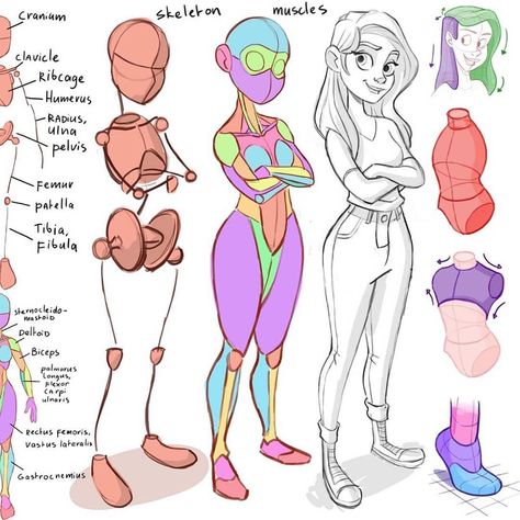 Basic anatomy for character design. I just love the tutorials of @mitchleeuwe simple and easy to digest.💕 This tutorial with his words “I'm… Human Muscle Anatomy Art Reference, Cartoon Bodies, Artist Anatomy, Woman Anatomy, Human Structure, Mitch Leeuwe, Anatomy Tips, Sketch Tips, Basic Anatomy