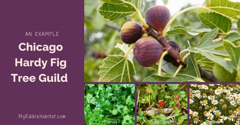 10 Perfect Plants for a Fig Tree Guild - My Edible Habitat Fig Fruit Tree Guild, Fig Tree Guild, Fruit Guild, Hardy Fig Tree, Fruit Tree Guild, Fig Fruit Tree, Tree Guild, Parsley Benefits, Growing Parsley